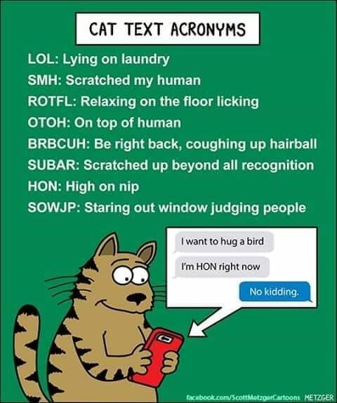 Catshorts.jpg.2b8d9e53f09e6bb5dabda10181df8163.jpg