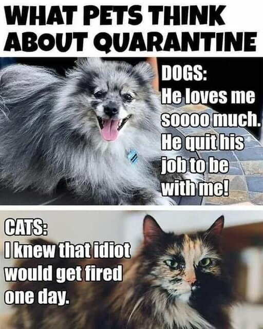 DogsVSCats.jpg.da1172a0a039542e0b8c2d4324613a4c.jpg
