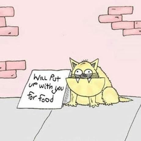 HomelessCats.jpg.da54b535cad45535b943a8df4b2e4a53.jpg