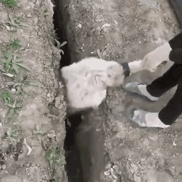 sheep-jump.gif.51a0ee4b32f8dcb0a3137faf7a4cfc3b.gif