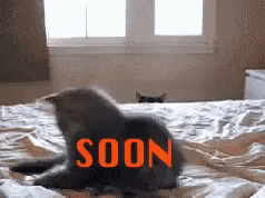 1474253992_sooncat.gif.6ead751ad219e40301173a346b3b21ef.gif