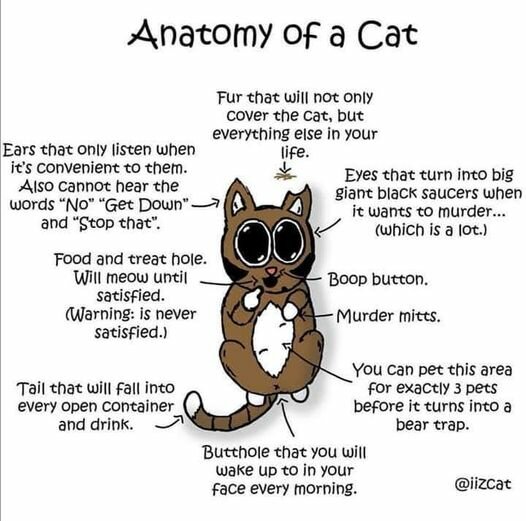 CatAnatomy.jpg.c969de63b6b09bd00b4e1a4464bfea2d.jpg