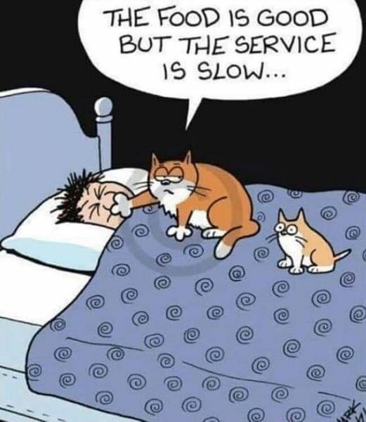CatService.jpg.8b865156e219aeeef38b2258a29fdc70.jpg