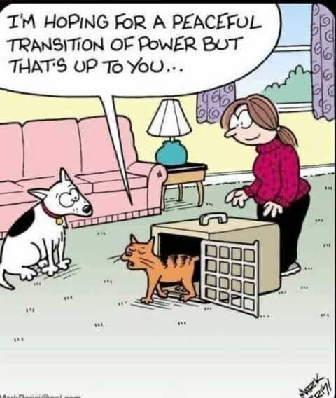 CatTransitionofPower.jpg.b5cd1ae2478c2a5efcdf8685407a66d8.jpg