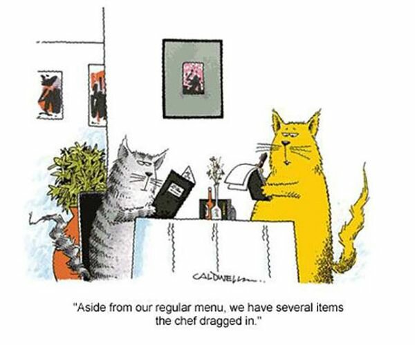 Catregularmenu.jpg.4bdc444a44b2be0e815f0c44b7593052.jpg