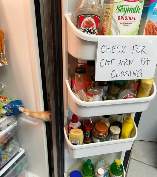 CheckForCatArm.jpg.1613aaa4d6d99acf7a8a0b8b845fdc8d.jpg