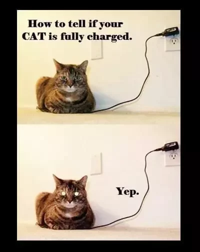 FullyChargedCat.jpg.61852b8dff1ebc20631f851d2bf51f53.jpg