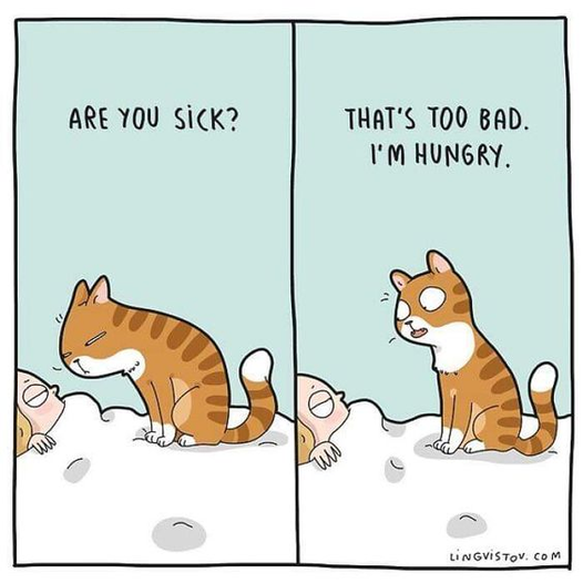 HungryKitty.png.eb6b22e6d056874443011a4723f06c52.png
