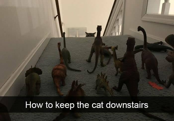 Keeingthecatdownstairs.jpg.d10bef07ff78a83b524ff82d168eeb5a.jpg