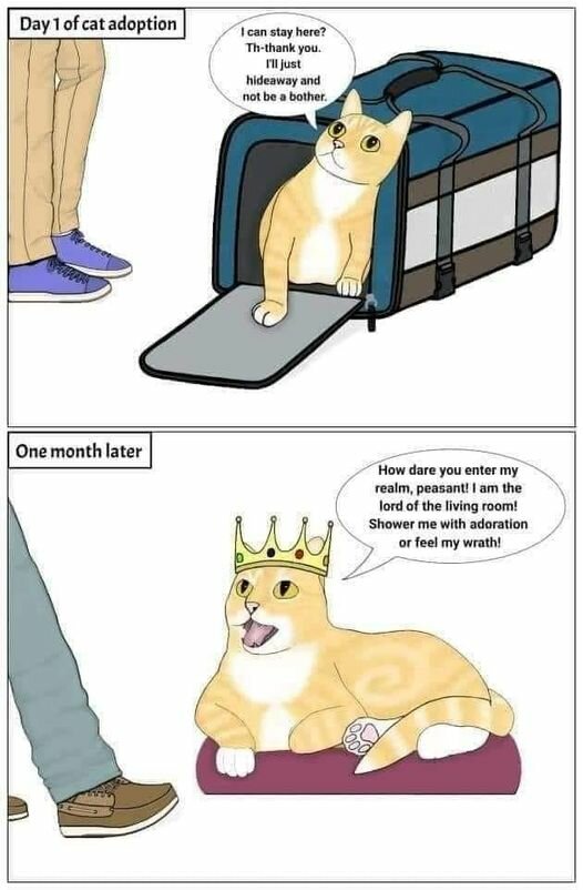 KittyTakeOver.jpg.dbf5a363a1a1f0bd8ef2ee5a99b93b62.jpg
