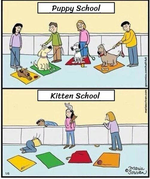 PuppySchoolKittyScjool.jpg.8714e346489feab2b2058e376746d70d.jpg