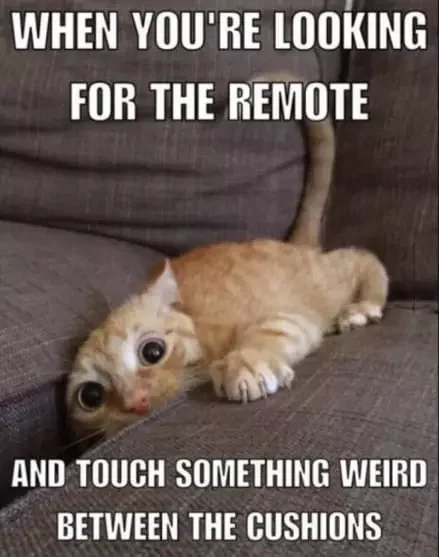 SomethingWierd.jpg.1954f561b5f16ff16dc89ca2394c7629.jpg