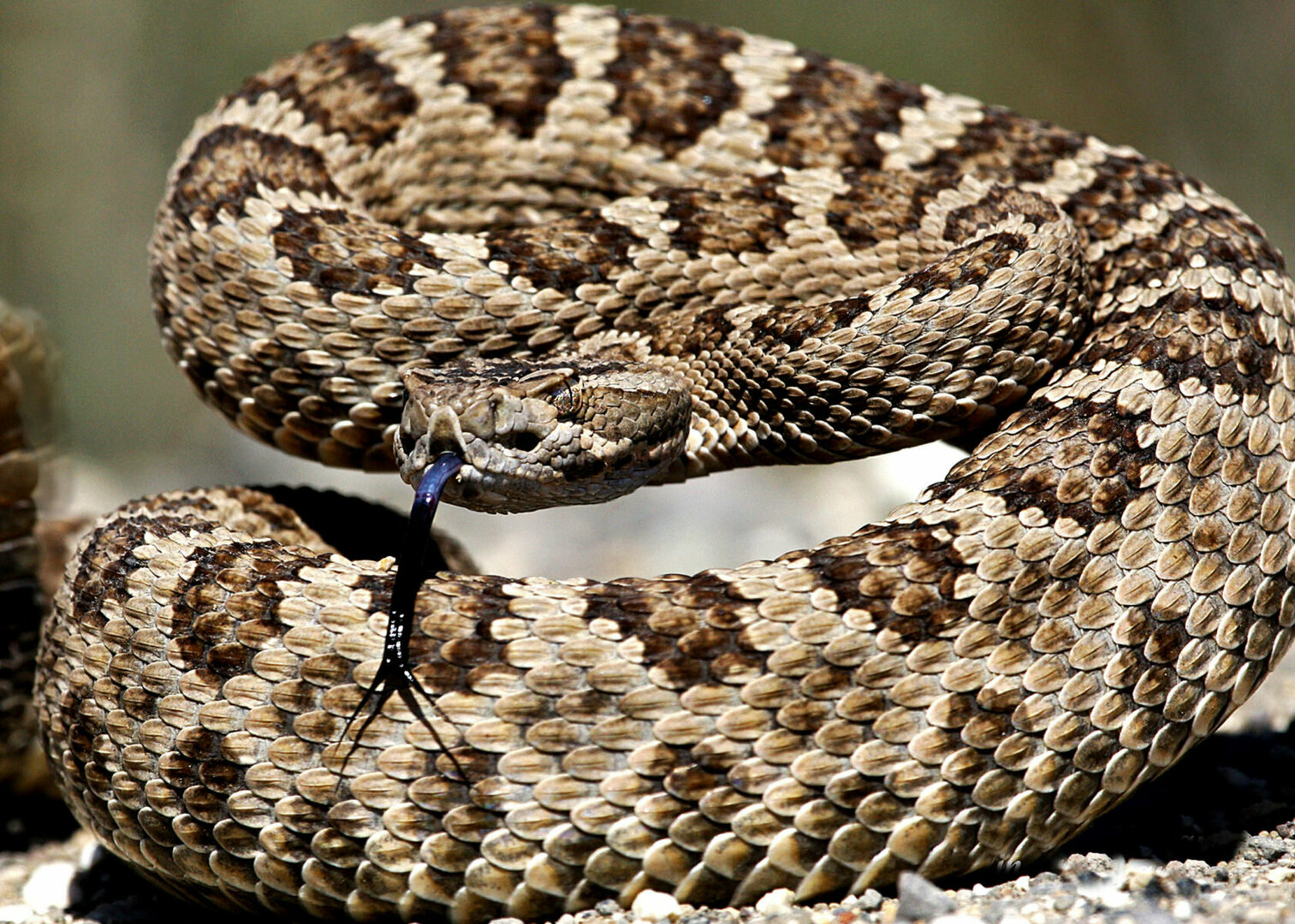 western-rattlesnake-coiled-with-tongue_DevlinHolloway.thumb.jpg.d47cd9ffacda1b0a8517c398e1679168.jpg