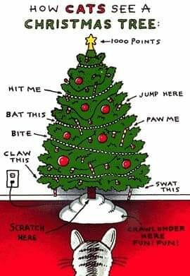 CatChristmasTree.jpg.bf510c9ba9a51b578d4defc6e15ee9b8.jpg