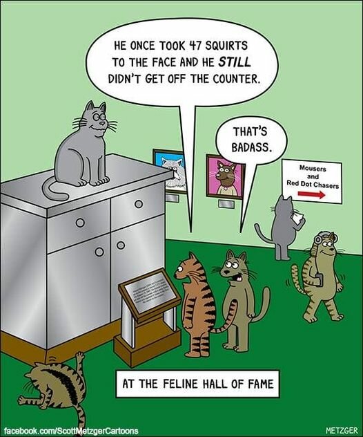 CatDiscipline.jpg.8c5d85eccd365dbf787aa2fbdbe4ba9e.jpg