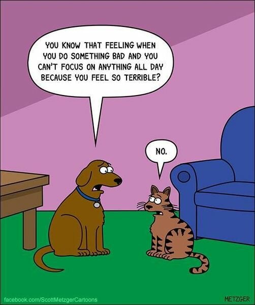 CatFeelingBad.jpg.d2612d3f961bb5cf49ad424fff2ea6e0.jpg