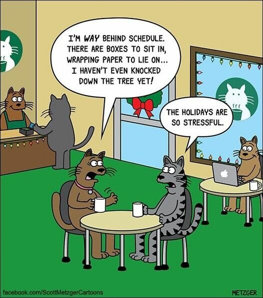 CatHolidayStress.jpg.a863312c307b63bf418ec4700e5d049b.jpg