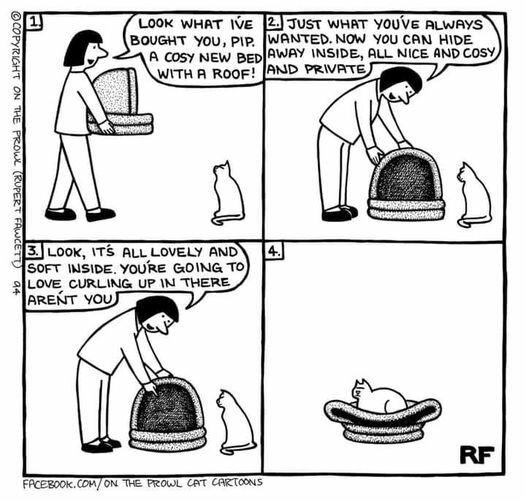 CatNewBed.jpg.6733f1bd7e3f2e9e8daaba1888c32017.jpg