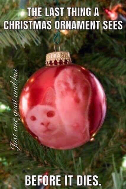 CatTheLastChristmasOrnament.jpg.130f7537b9e7a11e3e3f07ed546b56b2.jpg