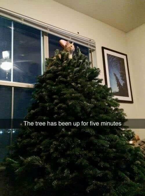 CatTree5min.jpg.238e5b5beaf14fce6417da31982e537c.jpg
