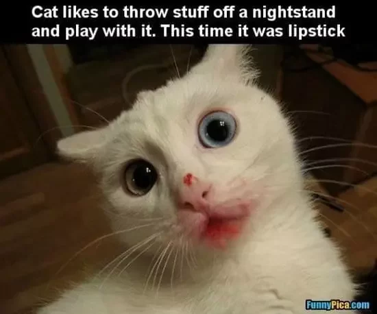 LipstickonaCat.jpg.e7a8325cbd02bced0ff444e35d0488ab.jpg