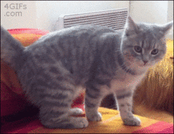 bdcfrgt43e6.gif.df29e5130203abceb83a556e6f19ebc2.gif