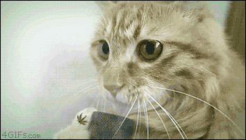 image.gif.4fee3b11148dd818368ceb964be9f81d.gif