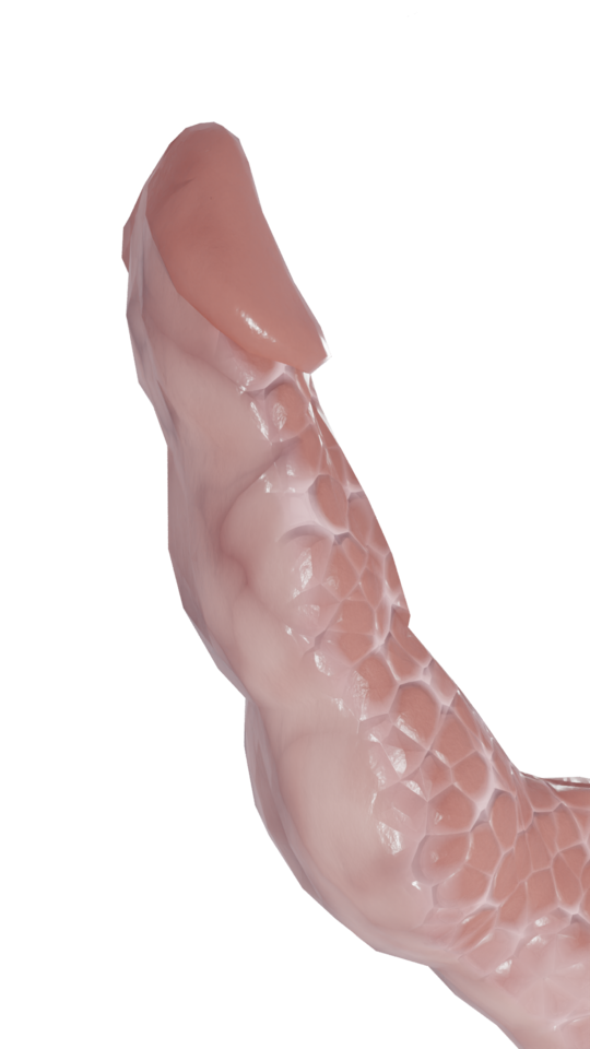 287428618_AlbinoPenis_small.png.bb5f590a1e07c7ba146a520d2466eb51.png
