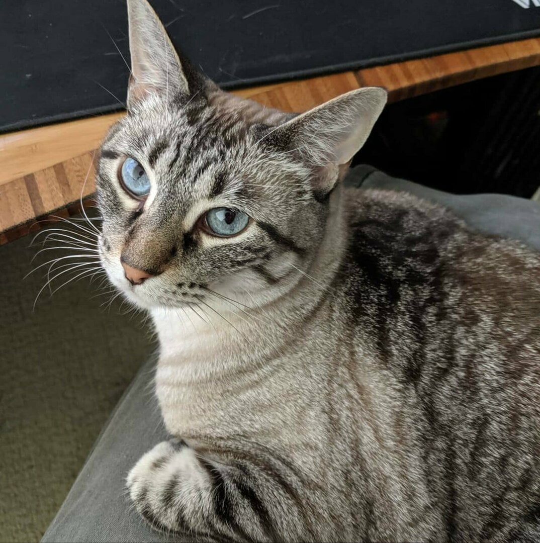 cat_paris.jpg