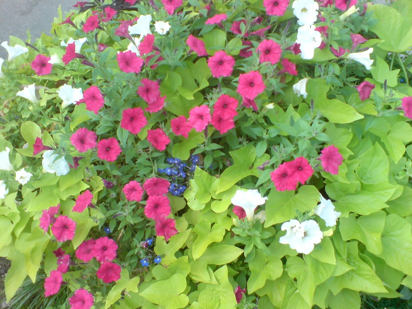 DSC01449.thumb.jpg.ae91708ec0e96c719b8e508a3d604343.jpg