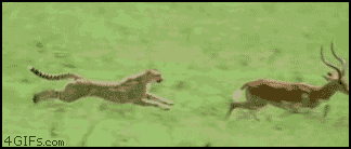 Gazelle ouch.gif