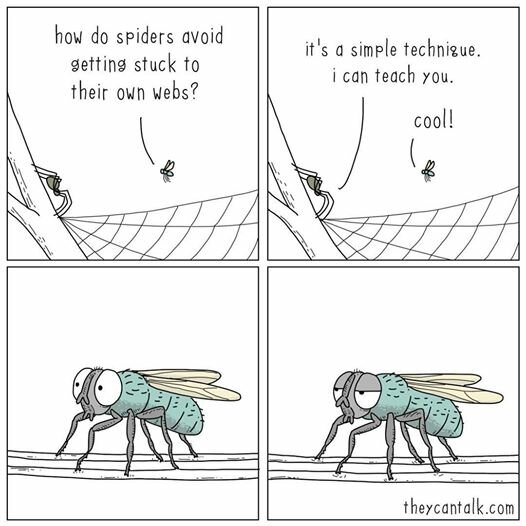 188123578_spiderweb.jpg.f7aa3977493ab56eb389af78718b52af.jpg