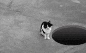 Cat Hole.gif
