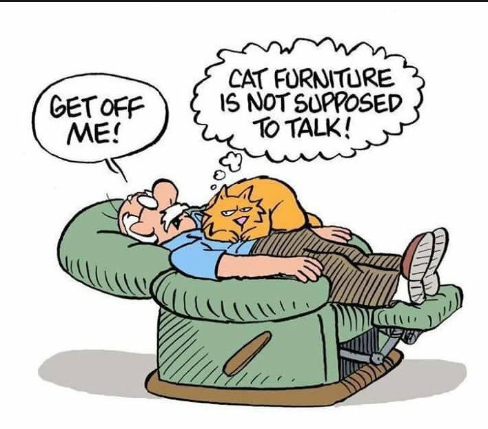 CatFurniture.jpg.89847330f720622ead286f780f24bc50.jpg