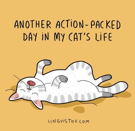 CatActionPackedDay.jpg.3407699dc980e00d4251d5b8c67c0af5.jpg