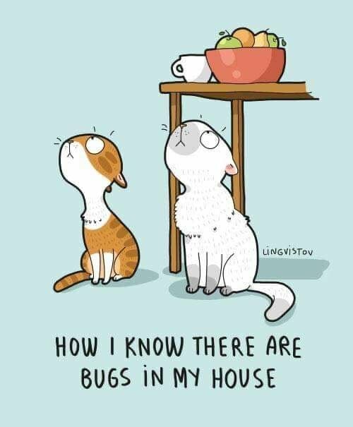 CatBugs.jpg.9ba56b748327073f6cc2308c259646e4.jpg