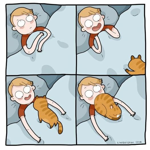 CatButtSleep.jpg.51edb9ac5b67e9436894f6313a0babae.jpg