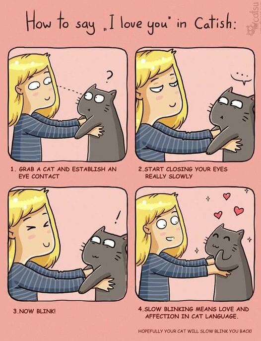 CatCatish.jpg.e990abfe989fa2580d618461e735aa9c.jpg