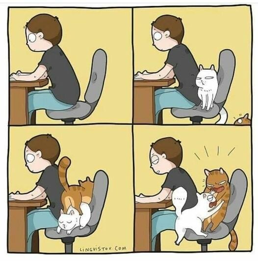 CatChairFight.jpg.b03651a984caf9cddb9f2daff7020c9a.jpg