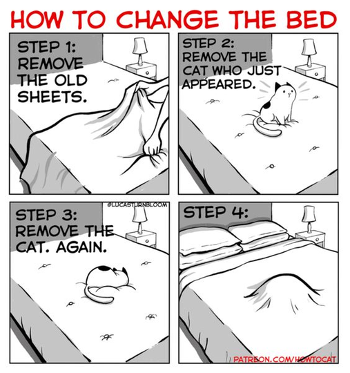 CatChangingSheets.png.f085a0c75d96d3fe6edeb34d11394d87.png