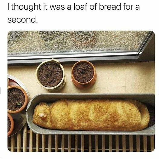 CatLoafLiteral.jpg.61e8965d02c9b8c711f3298e2abddb65.jpg