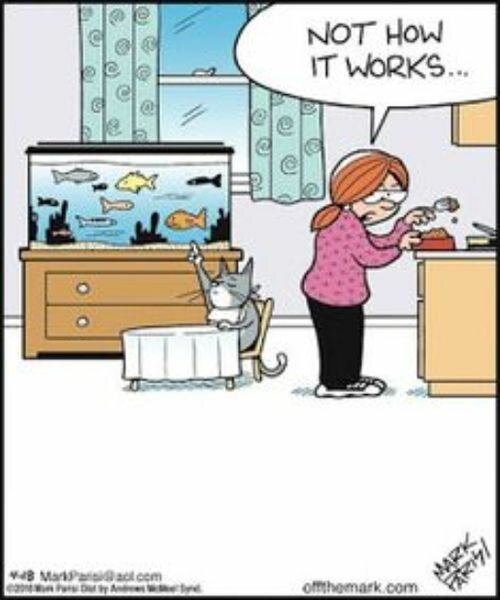 CatNotHowItWorks.jpg.12fbfe618c2bf78d8ef9592ce2529a86.jpg