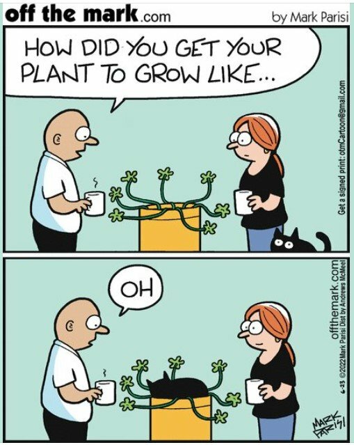 CatPlant.jpg.128d4955bb6bcc4a87c12531060cef4e.jpg