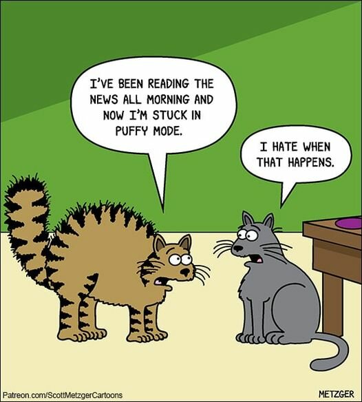 CatPuffyMode.jpg.a2e2cef97cbd3e55c03943d75776db5e.jpg