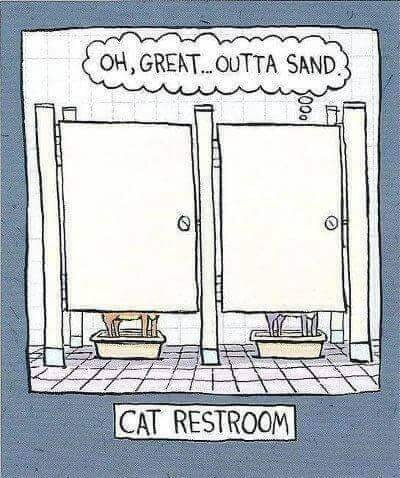 CatRestroom.jpg.1f484efb5a6810c472627db59764d531.jpg