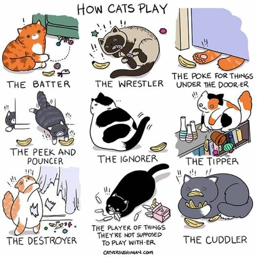 CatsTypesOf.jpg.6464e5531c54c514f9d5dcb7a2e5880c.jpg