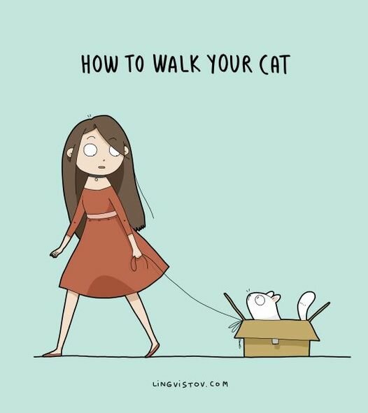 HowToWalkYourCat.jpg.39057d9f7667367efea513a81e6f6bba.jpg