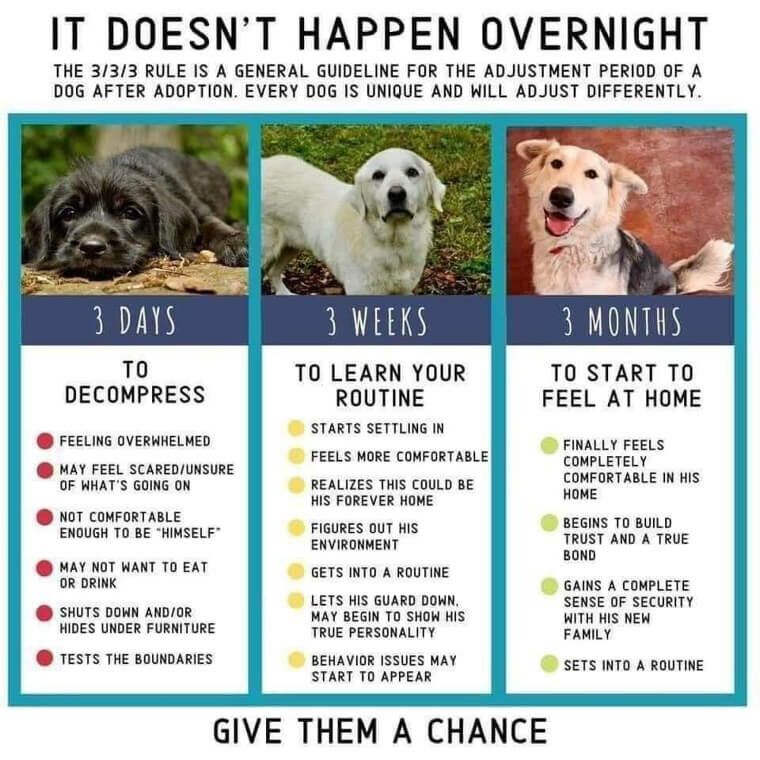 K9Adjustment.jpg.03f1636b5f88c929f814a72ce260b6d1.jpg