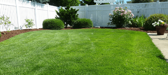 St-augustine-grass-care.png.f169fd5d2ecb55b12e049c50fff12e44.png