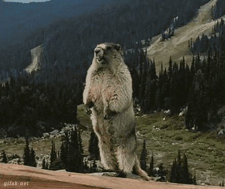 aaaaaaaaaaa.gif.dbdb8184fc342d32eb8d1915bcedc104.gif